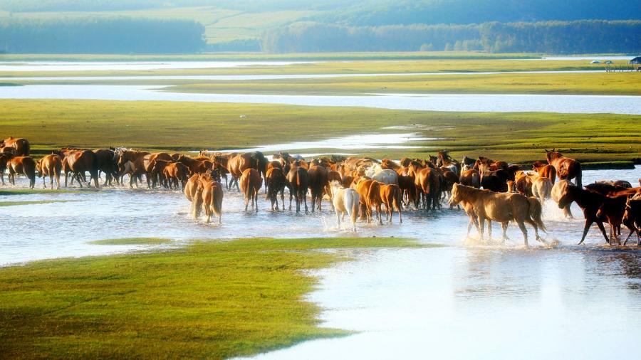仲夏，來呼倫貝爾清涼一夏
