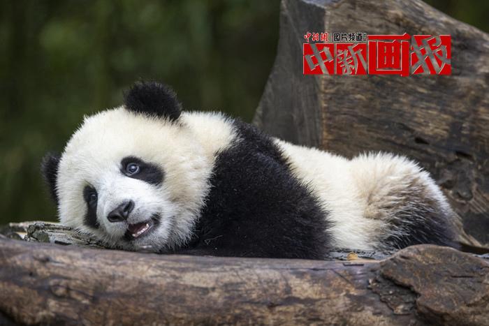 被“圓滾滾”萌暈了！