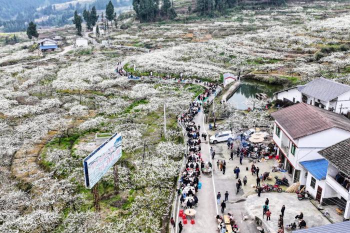 四川宣漢：長龍壩壩宴擺進(jìn)萬畝李花海