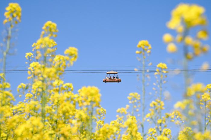賞春花、品春菜 重慶民眾邂逅春日浪漫