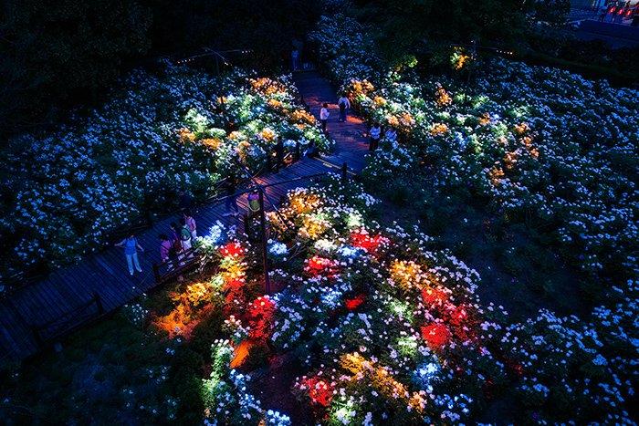 洛陽(yáng)開(kāi)啟夜賞牡丹模式