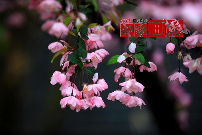 谷雨時(shí)節(jié) 細(xì)雨綿綿中遇見暮春之美