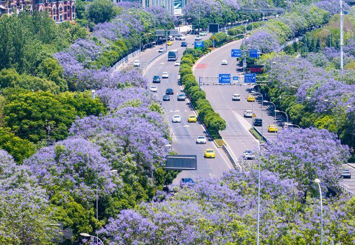 重慶藍花楹盛開 城市道路變身“紫色花海”