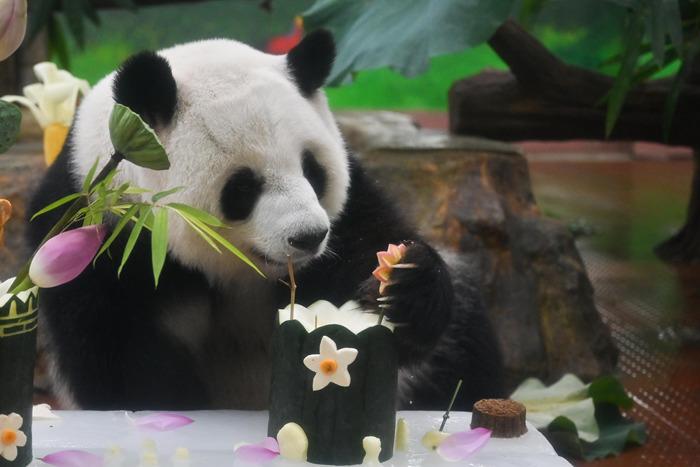 廣州動(dòng)物園大熊貓享用“夏日限定”大餐