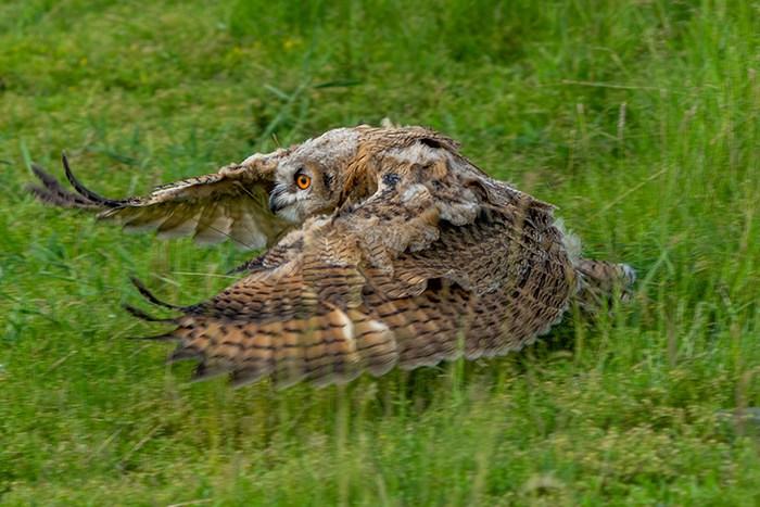 呼倫貝爾草原現(xiàn)稀有鳥(niǎo)類(lèi)雕鸮