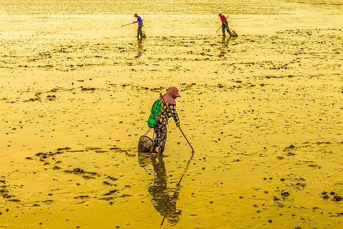 漁民退潮采拾海產(chǎn)品如行畫中