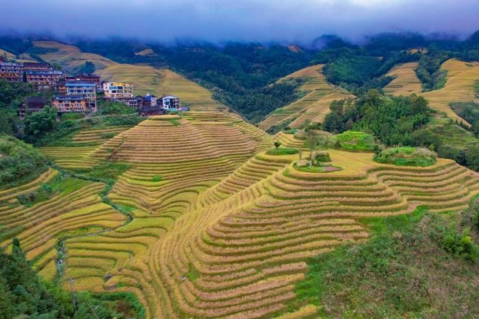 廣西龍勝金坑寨梯田現(xiàn)“金色海洋”盛景