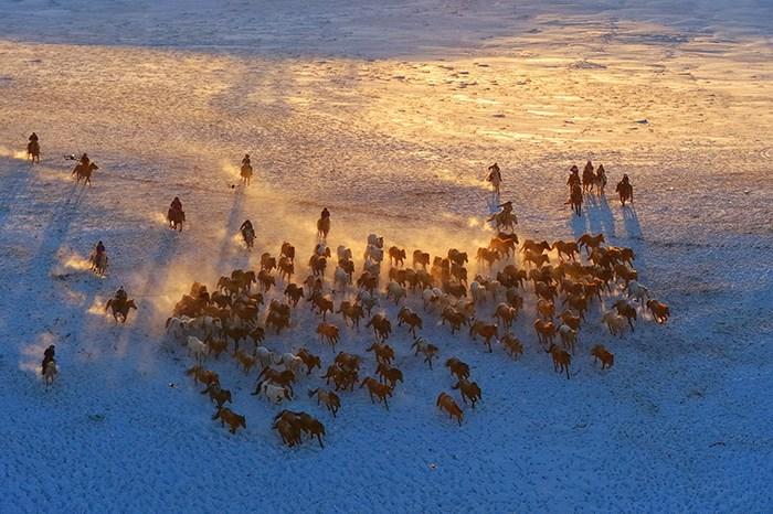 冬日內(nèi)蒙古烏蘭布統(tǒng)草原上演“萬馬奔騰”