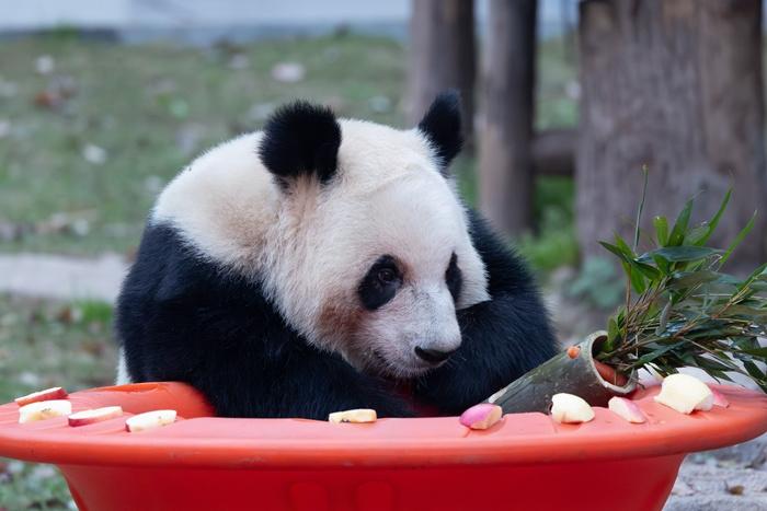 重慶：大熊貓春日萌動 愜意十足