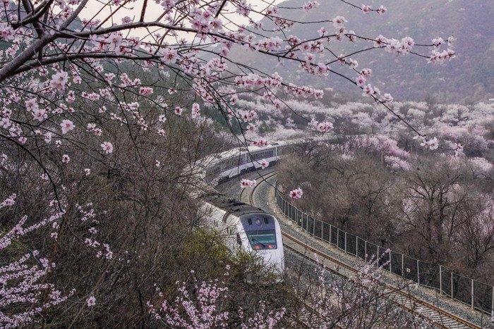 北京居庸關(guān)長城山花綻放 列車穿行花海美景如畫