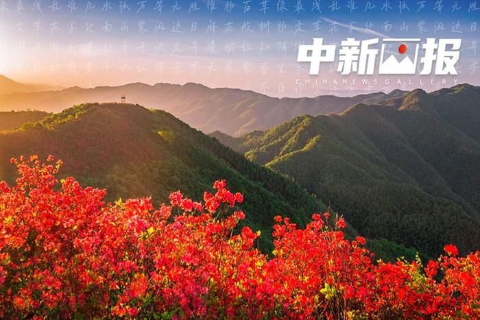 有一種春叫“萬(wàn)紫千紅”