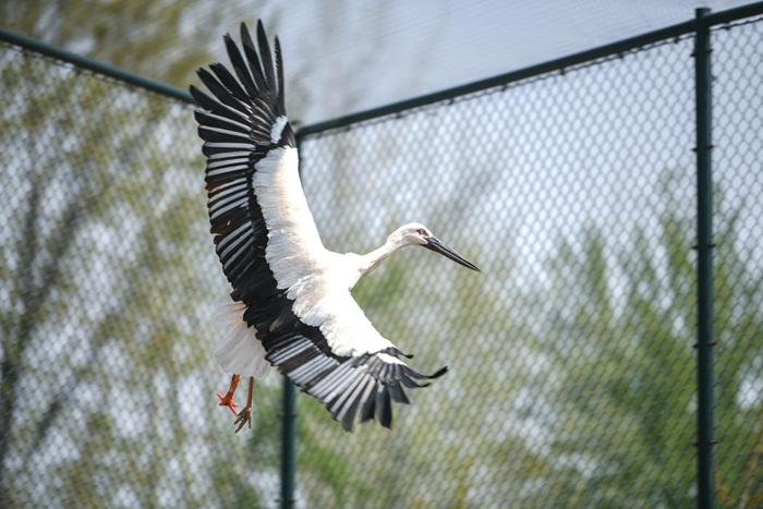 天津完成中國首例東方白鸛機(jī)械假肢安裝