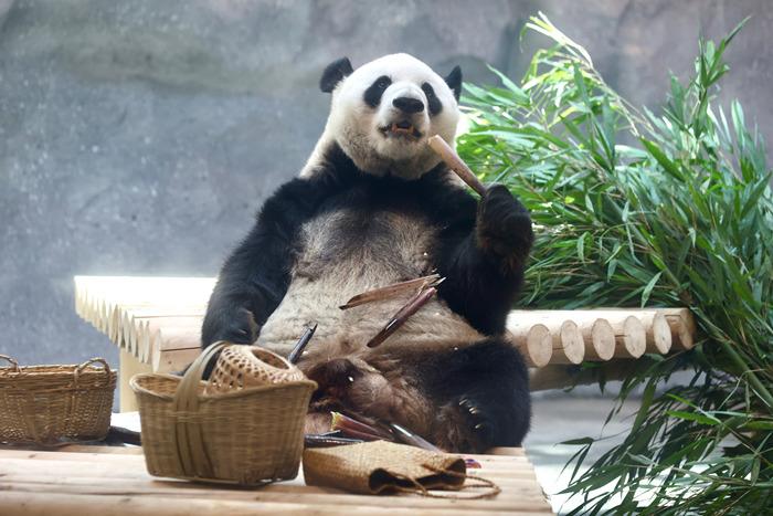 “萌蘭”搬新家 北京動物園大熊貓新館將迎客