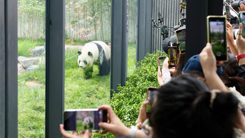 北京動(dòng)物園大熊貓新館正式向公眾開(kāi)放