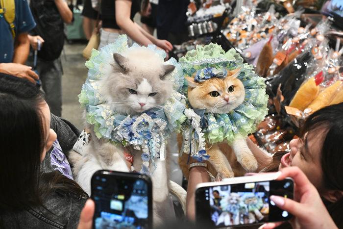 香港貓迷博覽會揭幕 逾400展位迎接貓迷