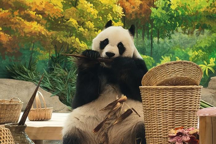 北京動(dòng)物園大熊貓“白天”喜迎八歲生日