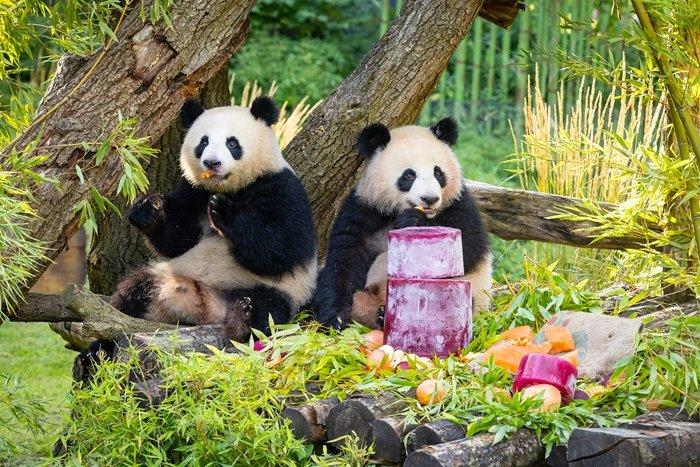 旅德大熊貓雙胞胎“夢好”“夢甜”喜迎兩周歲生日