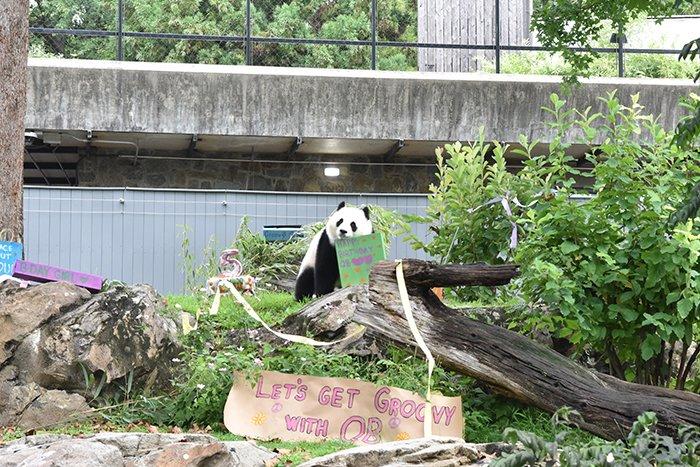 旅美大熊貓“青寶”迎來五周歲生日