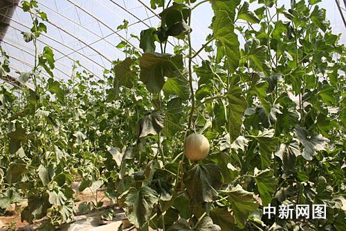 ������˹�����M�ǽ����˻@�ӡ�������׌������ϡ����Ĳˡ����D��ʮ���B���l(xi��ng)�����(n��i)�ľGɫ�ЙC�߲���