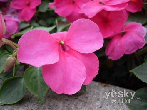 ̫��С��ƽ����� �����L(zh��ng)����(sh��)�a���C(j��)���]