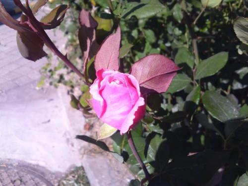 21��9�����֫F�֙C(j��) LG BL40e�u�y���