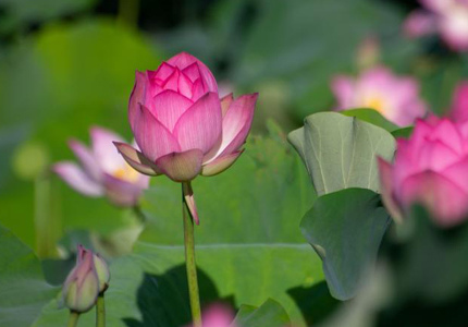 端午假期?？诎佼€荷花綻放引客來