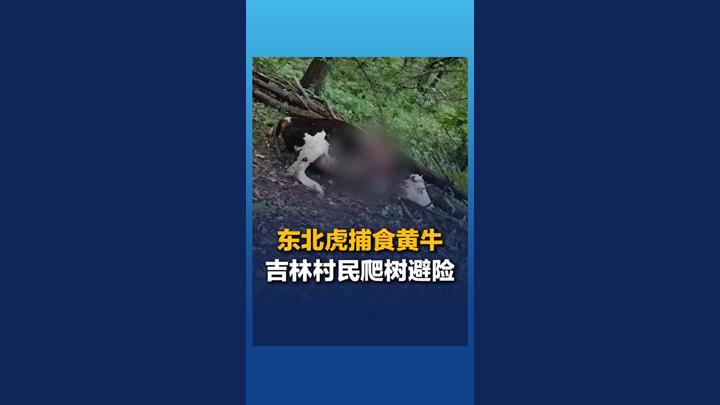 吉林村民遇東北虎捕食黃牛 危急時刻爬樹避險