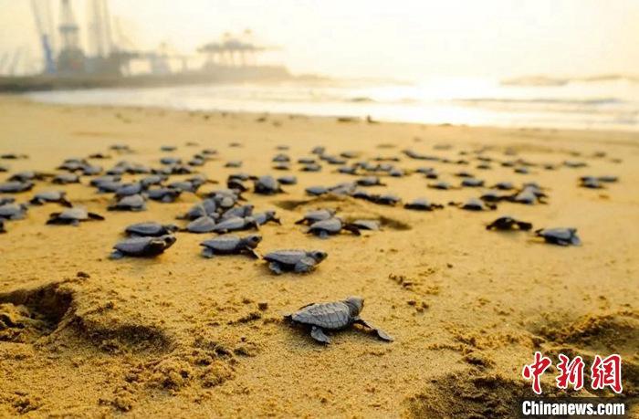 【共建“一帶一路”綠色成果】加納·特碼新集裝箱碼頭項(xiàng)目