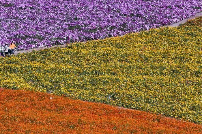 美！江蘇淮安白馬湖畔色彩繽紛秋意濃