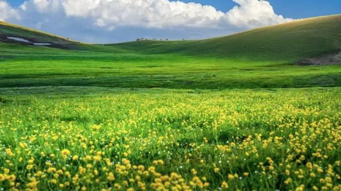 新疆吐爾加遼草原：山花競(jìng)爛漫 芳草綠無垠