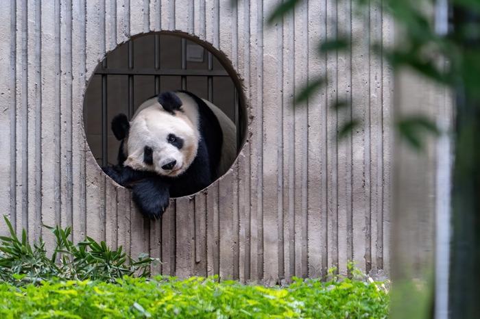 四川臥龍神樹坪基地大熊貓靜享秋日時光