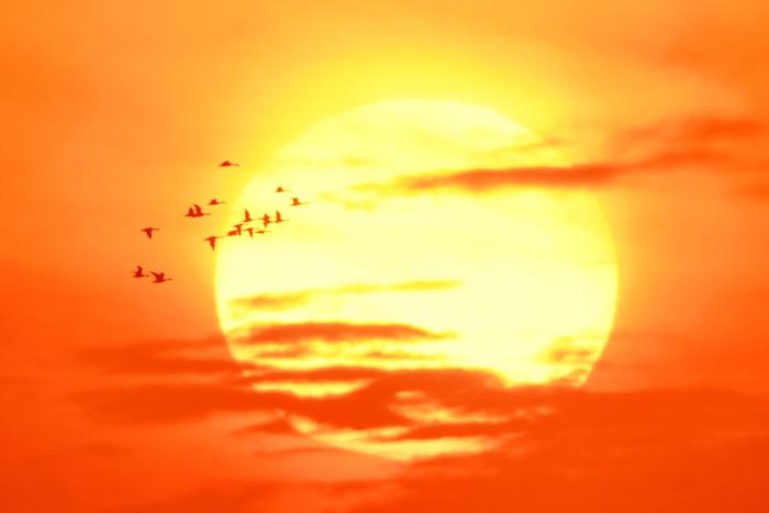 山東青島：候鳥(niǎo)翔集秋光美