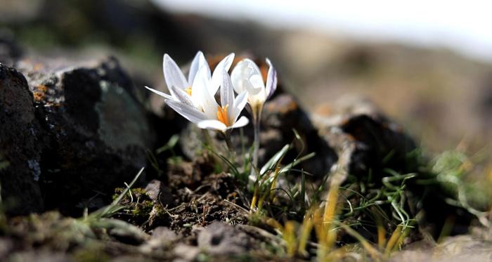 新疆察布查爾縣白番紅花提前半個(gè)月頂冰盛開(kāi)