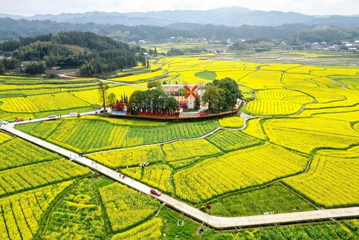春日賞花季！湖南會同萬畝油菜花田競相綻放