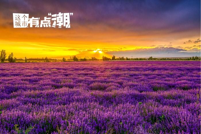 新疆霍城：奔赴一場(chǎng)與薰衣草的約會(huì)